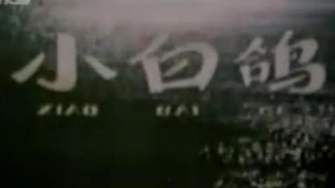 1978上美动画片《小白鸽》MP4下载