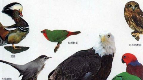 《自然珍藏图鉴》29卷PDF下载